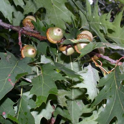 Дуб красный, С5 - Dolina-Sad.Ru