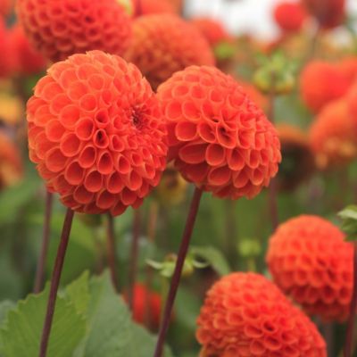 Георгина Бантлинг Георгина Бантлинг - Dolina-Sad.Ru