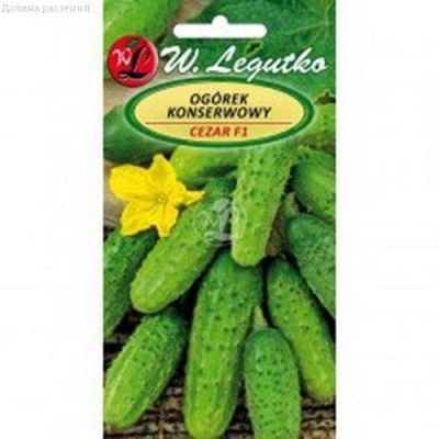 Огурец Цезарь (Польша) Огурец Цезарь (Польша) фото