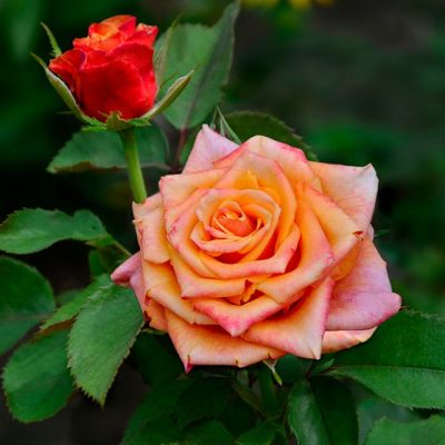 Роза Черри Бренди в горшке - Dolina-Sad.Ru