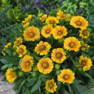 Гайлардия Аризона Эприкот - Dolina-Sad.Ru