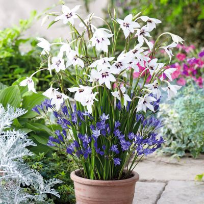 Ацидатера Мюриэл - Dolina-Sad.Ru