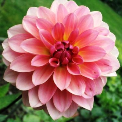 Георгина Грейт Сайленс Георгина Грейт Сайленс - Dolina-Sad.Ru