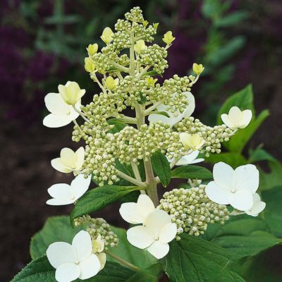 Гортензия метельчатая Мустила, С7,5 - Dolina-Sad.Ru