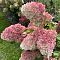 Гортензия метельчатая Краса Лесково, С3 Гортензия метельчатая Краса Лесково, С3 - Dolina-Sad.Ru