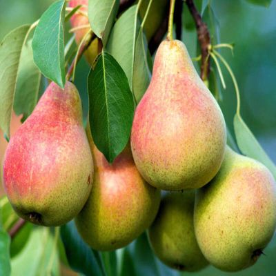 Груша Виктория Груша Виктория - Dolina-Sad.Ru