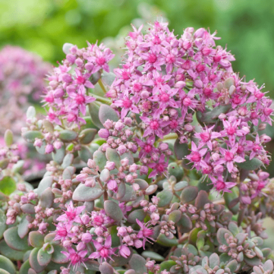 Седум Эверса фото