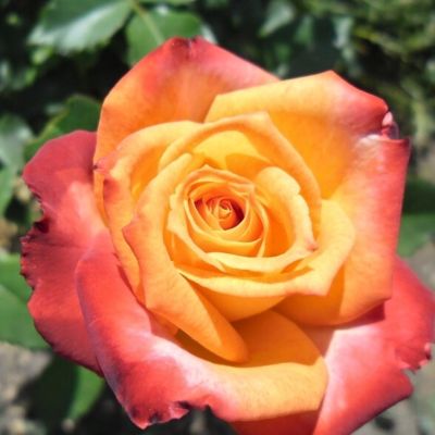 Роза Асменгольд Роза Асменгольд - Dolina-Sad.Ru