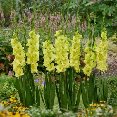 Гладиолус Кио Гладиолус Кио - Dolina-Sad.Ru