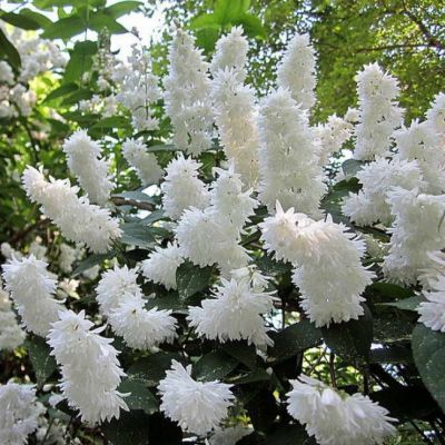 Дейция шершавая Кандиссима фото