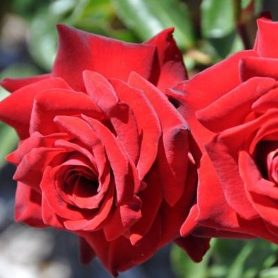 Роза Ред Наоми Роза Ред Наоми - Dolina-Sad.Ru