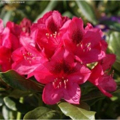 Рододендрон Нова Зембла Рододендрон Нова Зембла фото