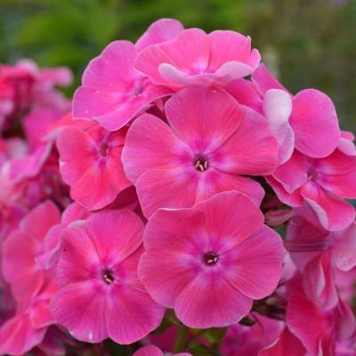 Флокс метельчатый Бамбини Свит Тарт Флокс метельчатый Бамбини Свит Тарт - Dolina-Sad.Ru