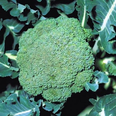 Капуста брокколи Партенон Капуста брокколи Партенон фото