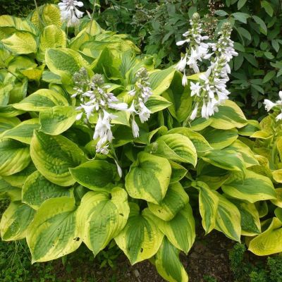 Хоста Велвет Мун Хоста Велвет Мун - Dolina-Sad.Ru