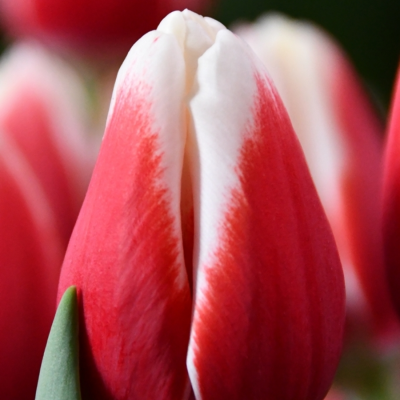 Тюльпан Аомори - Dolina-Sad.Ru