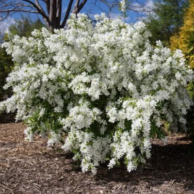 Экзохорда кистистая Экзохорда кистистая фото