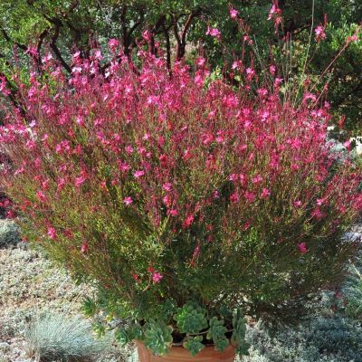 Гаура Сискию Пинк Гаура Сискию Пинк - Dolina-Sad.Ru