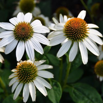 Эхинацея пурпурная Альба Эхинацея пурпурная Альба фото