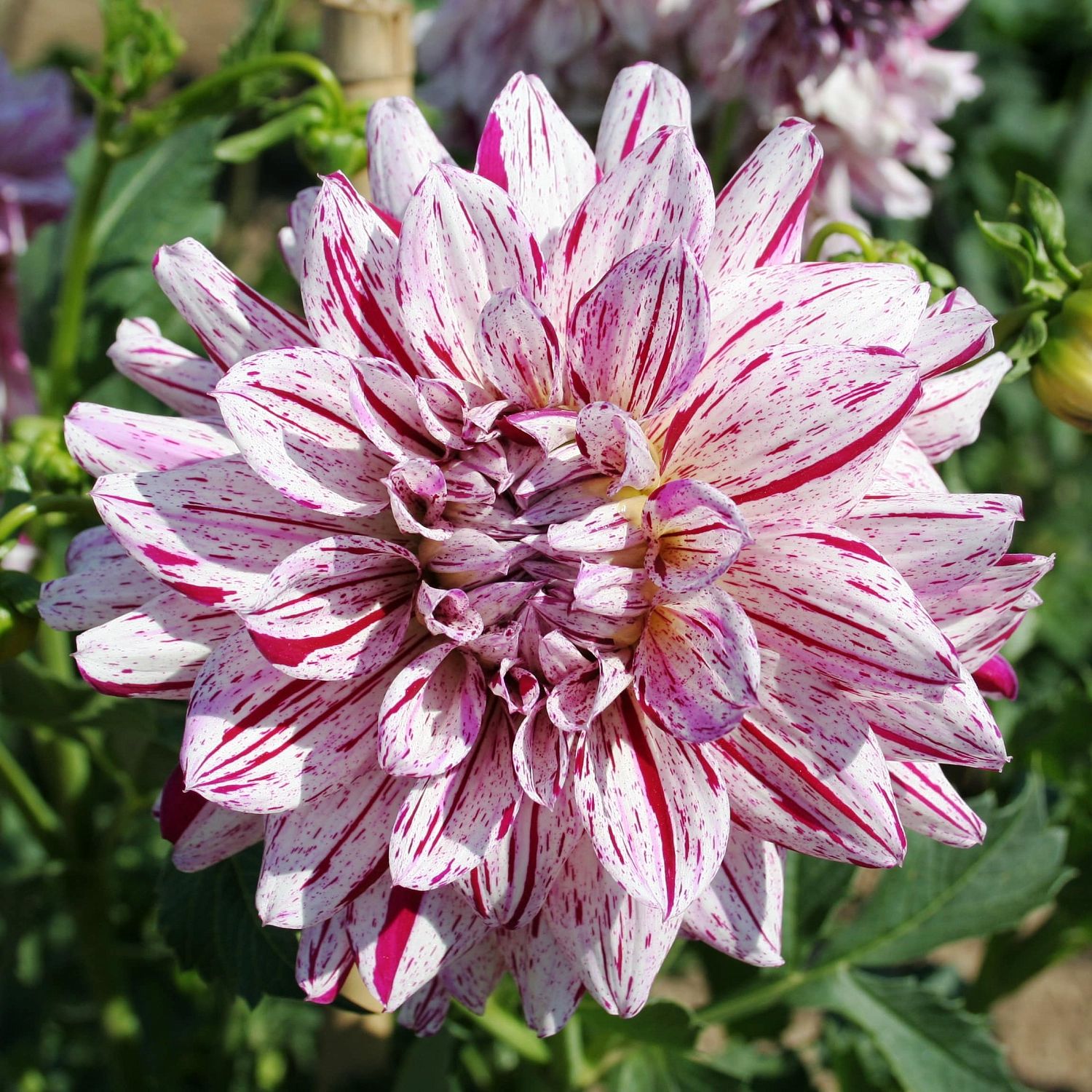 Георгина Смоки Георгина Смоки фото