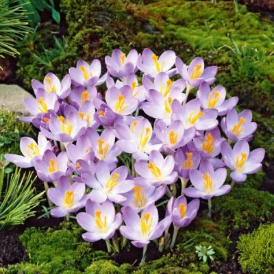 Крокус Барс Парпл Крокус Барс Парпл фото