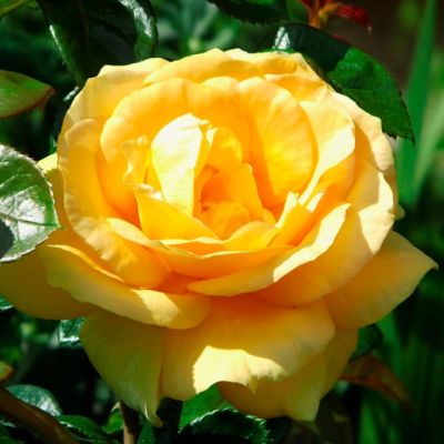 Роза Голден Медальон Роза Голден Медальон - Dolina-Sad.Ru