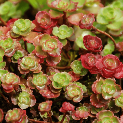 Седум ложный Пурпуреум Винтер фото