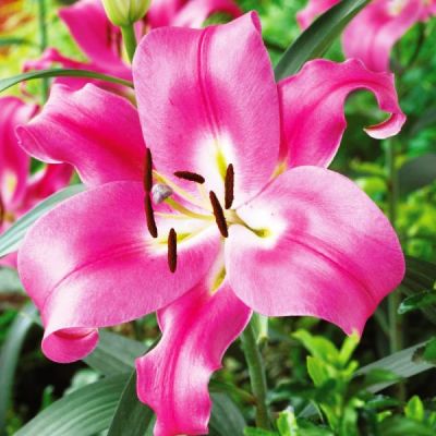 Лилия Каналетто (в горшке) Лилия Каналетто (в горшке) фото