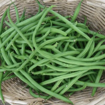 Фасоль овощная Московская белая зеленостручная 556 Фасоль овощная Московская белая зеленостручная 556 фото