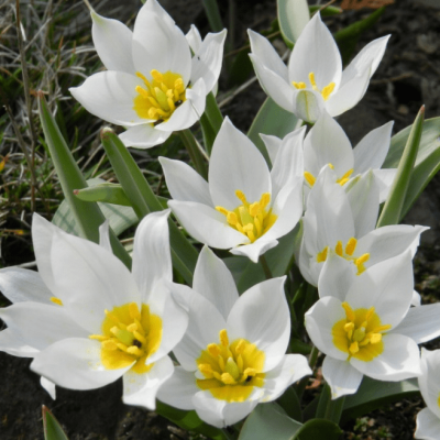 Тюльпан Полихрома Тюльпан Полихрома фото