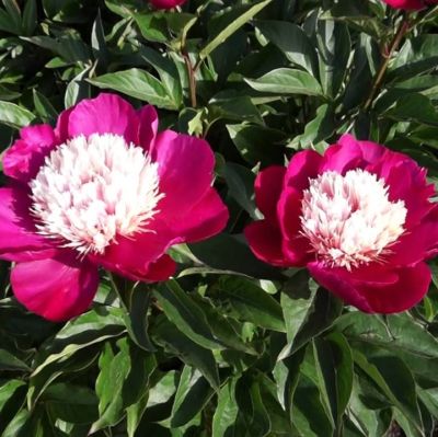 Пион Уайт Кап Пион Уайт Кап фото