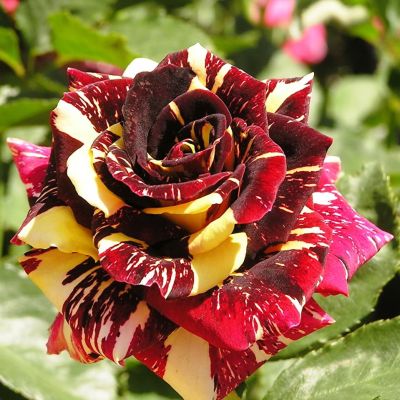 Роза Абракадабра Роза Абракадабра фото