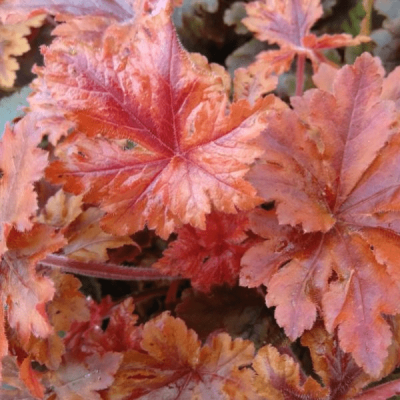 Гейхерелла Хопскотч , С1,5 Гейхерелла Хопскотч , С1,5 фото