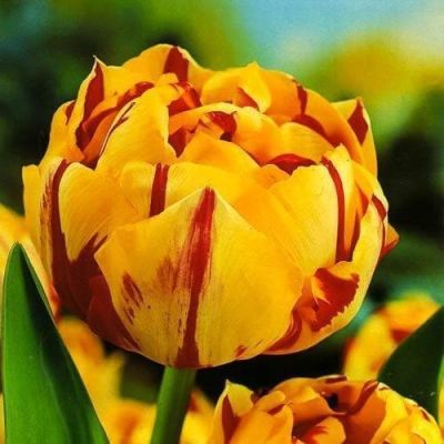 Тюльпан Голден Ницца Тюльпан Голден Ницца фото