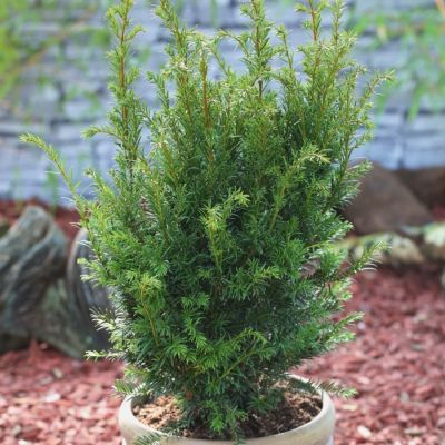 Тис средний Гроенланд Тис средний Гроенланд - Dolina-Sad.Ru