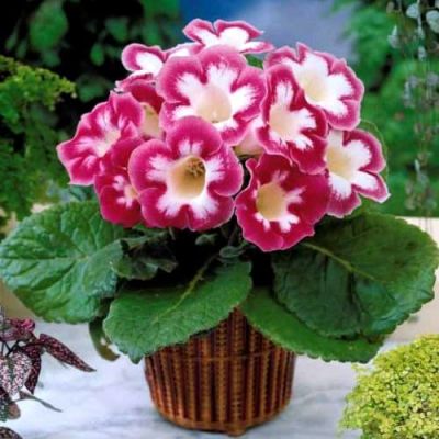 Глоксиния Бланш Де Меру Глоксиния Бланш Де Меру фото